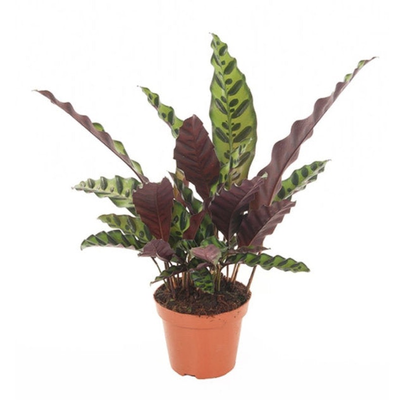 Calathea insignis  P12