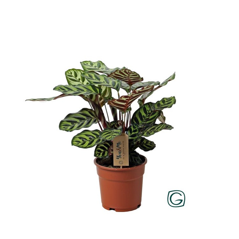 Calathea makoyana  P17