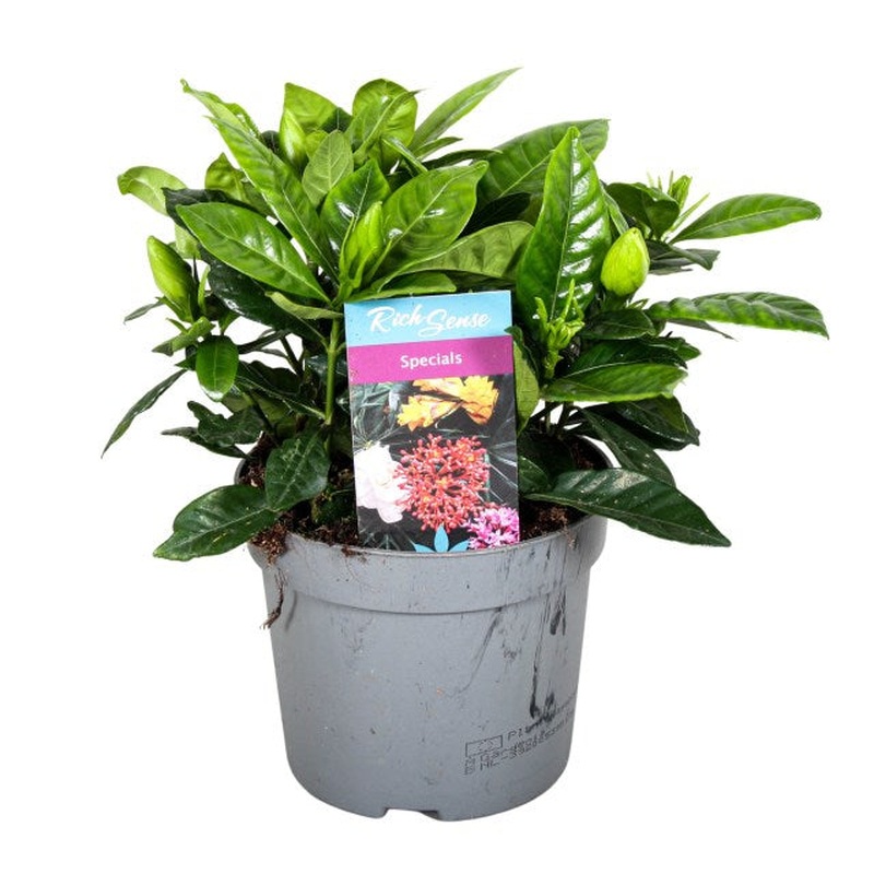 Cape Jasmine Gardenia jasminoides  (13cm Pot)