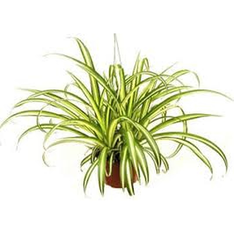 Chlorophytum com. Variegatum