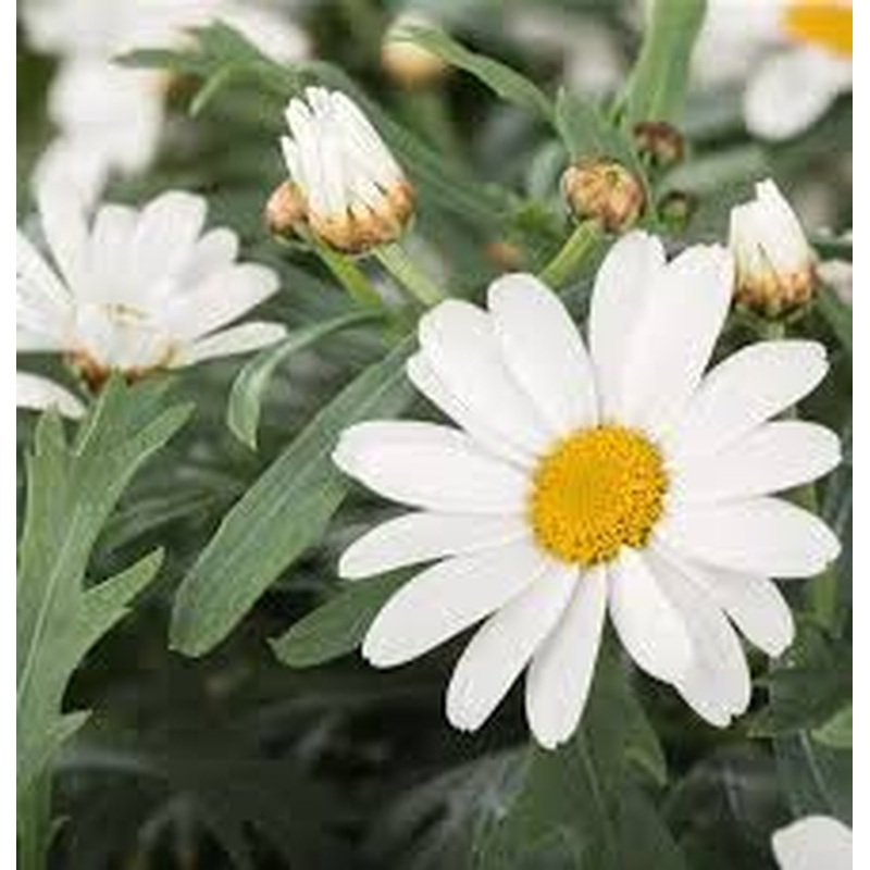 CHRYSANTHEMUM frutescens 5L