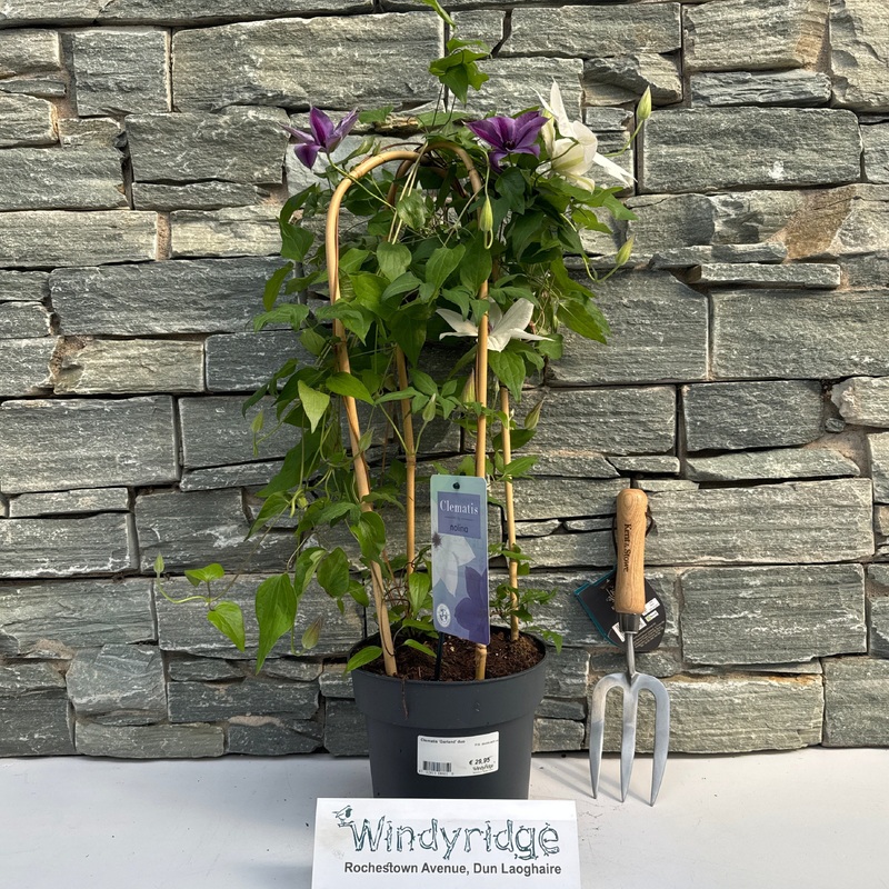 Clematis Garland duo  P19 - double arch cane