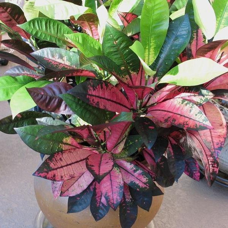 Codiaeum var. Mrs. Iceton