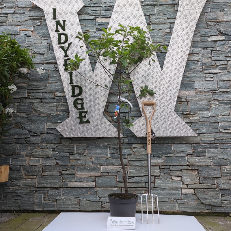 Cox Self Fertile apple