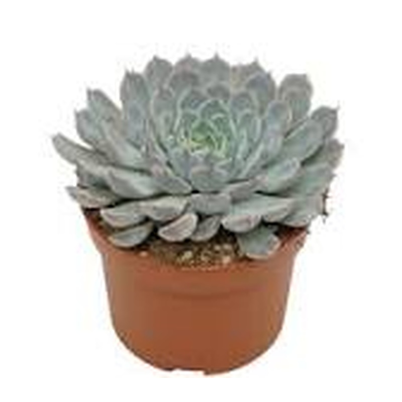 Echeveria Cuspidata Texensis Rosa