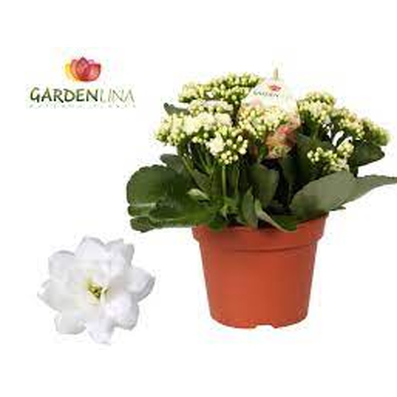 Flaming Katie Kalanchoe Gardenlina White (12cm Pot)