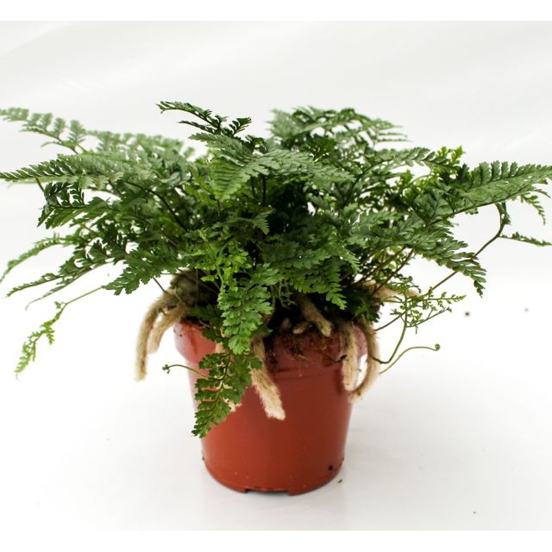 Humata tyermannii  P12