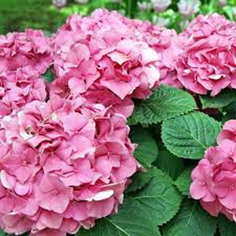 Hydrangea mac. Mophead Pink