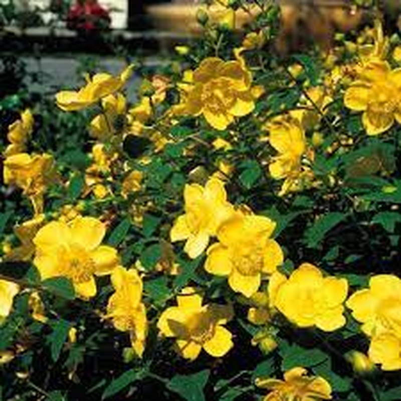 Hypericum hidcote 3ltr pots