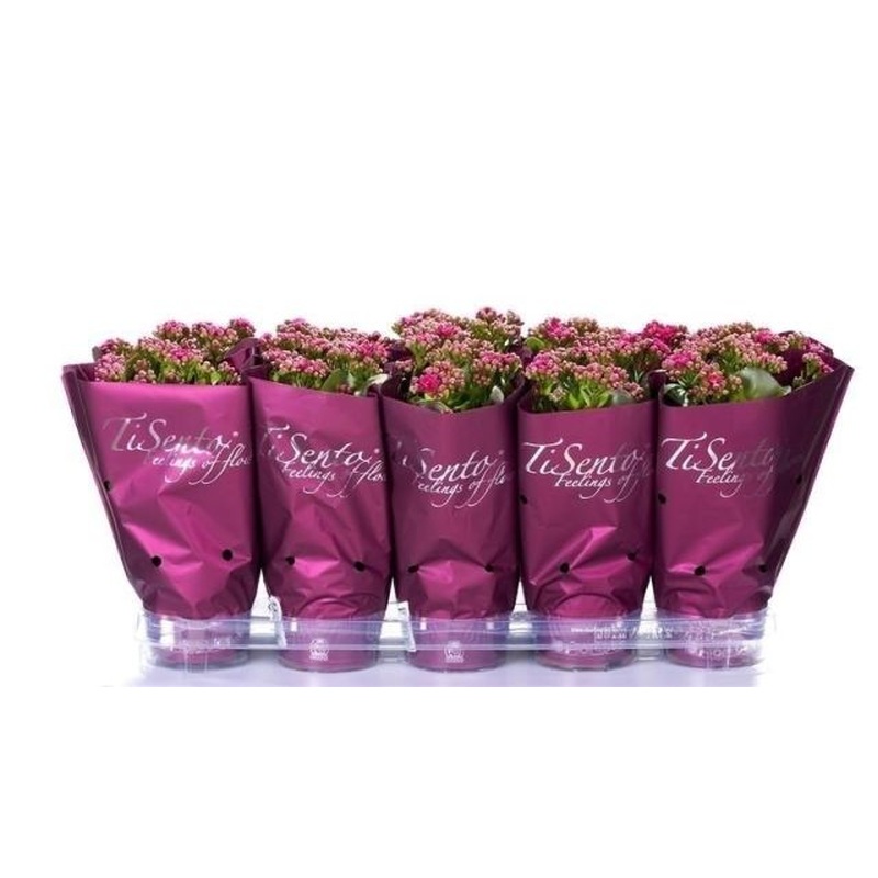 Kalanchoe Calandiva purple  P12