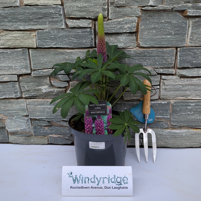 Lupin WC Masterpiece 5 Ltr