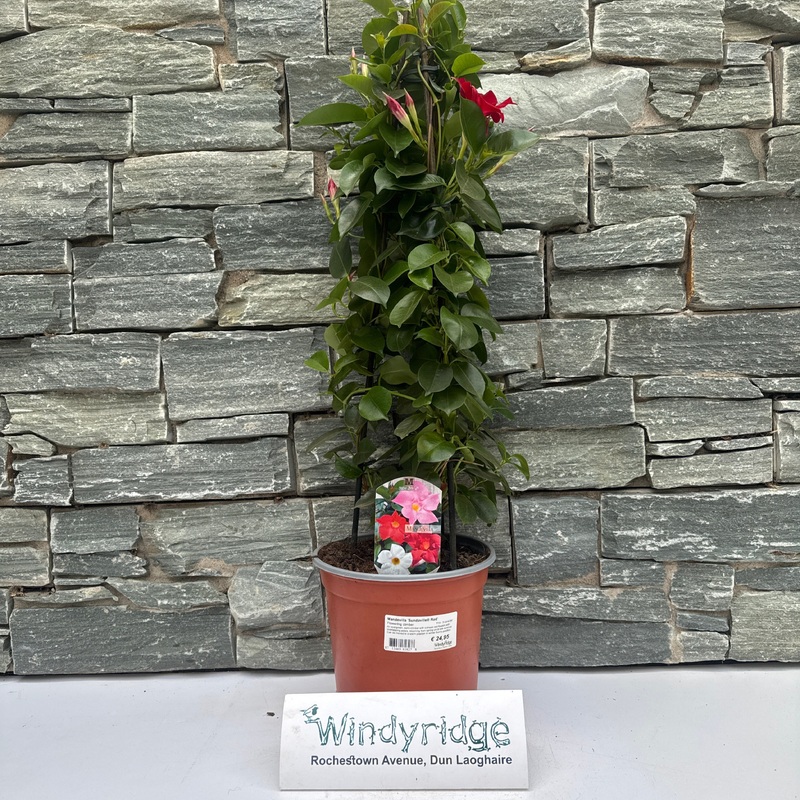 Mandevilla Sundaville Red  P19 - 3 cane pyr