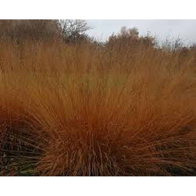 MOLINIA arund. Transparent 3Ltr Pot