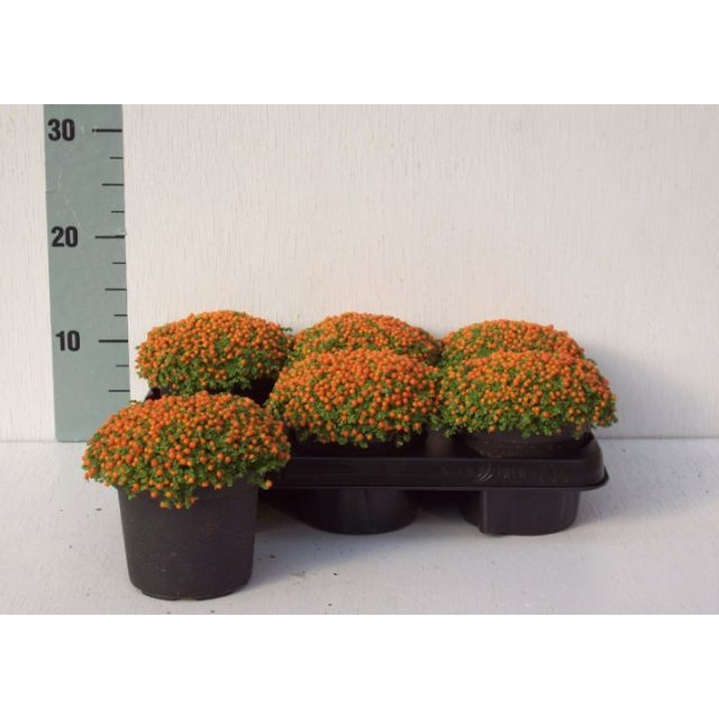 Nertera gran. Astrid