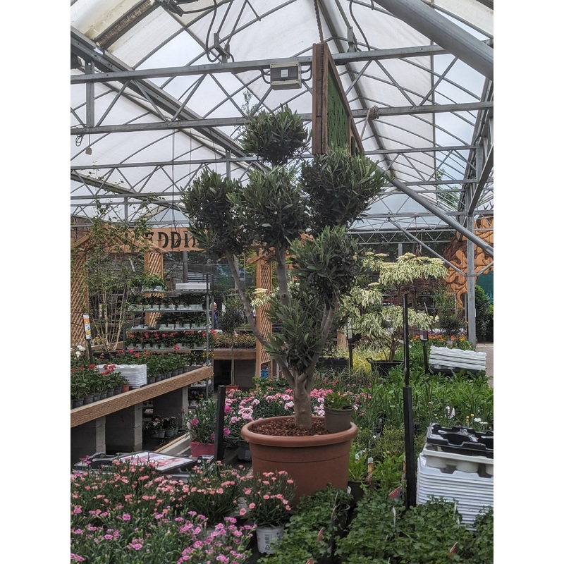 Olive Tree Pompon Young Bark (Olea europea)