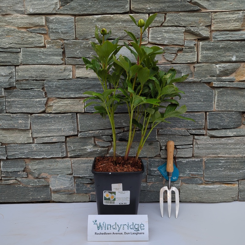 PAEONIA Jan van Leeuwen