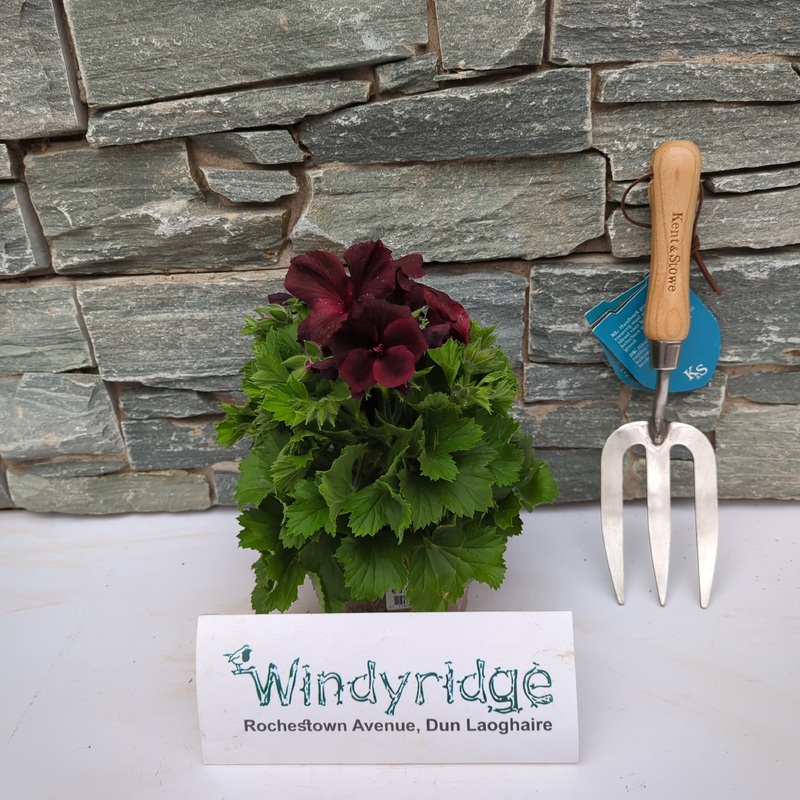 Pelargonium grand. Chocolate  P12