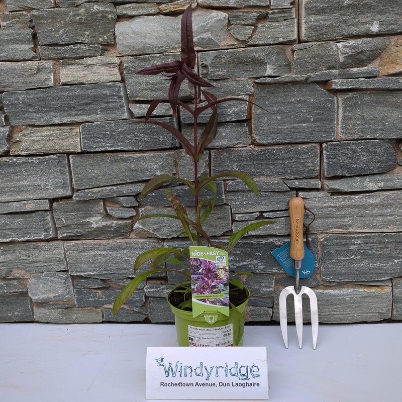 Penstemon dig. Husker Red