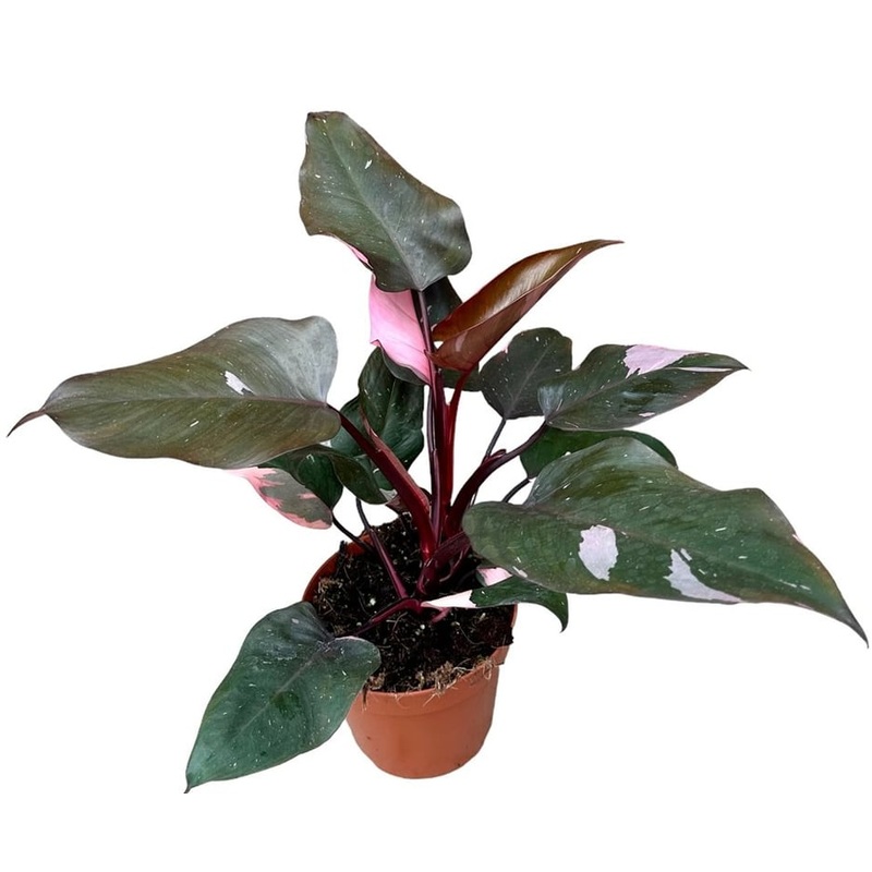 Philodendron Pink Princess  P17