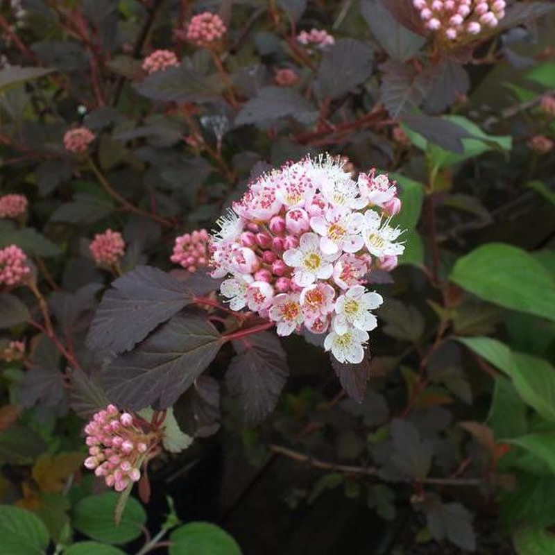 Physocarpus opul. Diable dOr