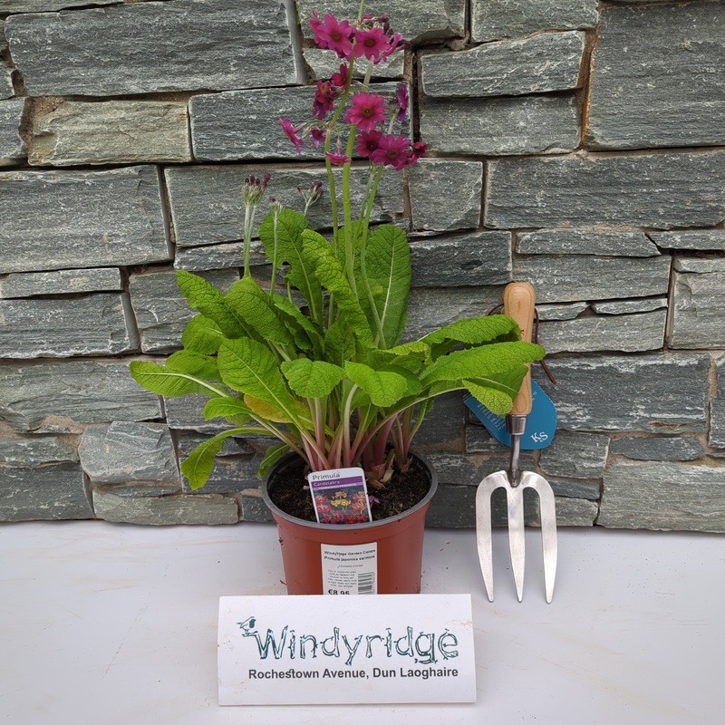 Primula japonica carmine