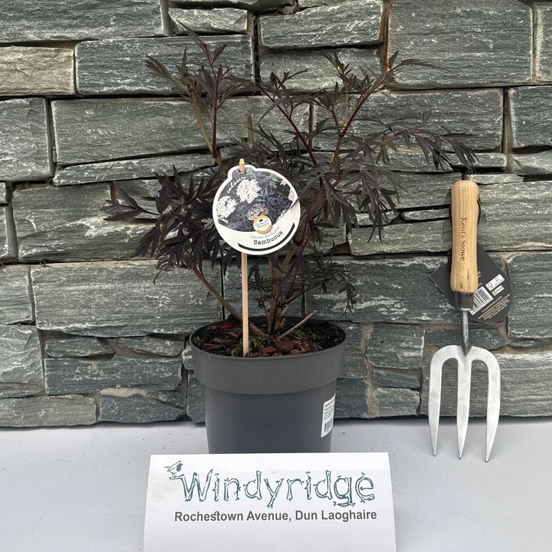 Sambucus nigra Black Lace  2 Ltr pot