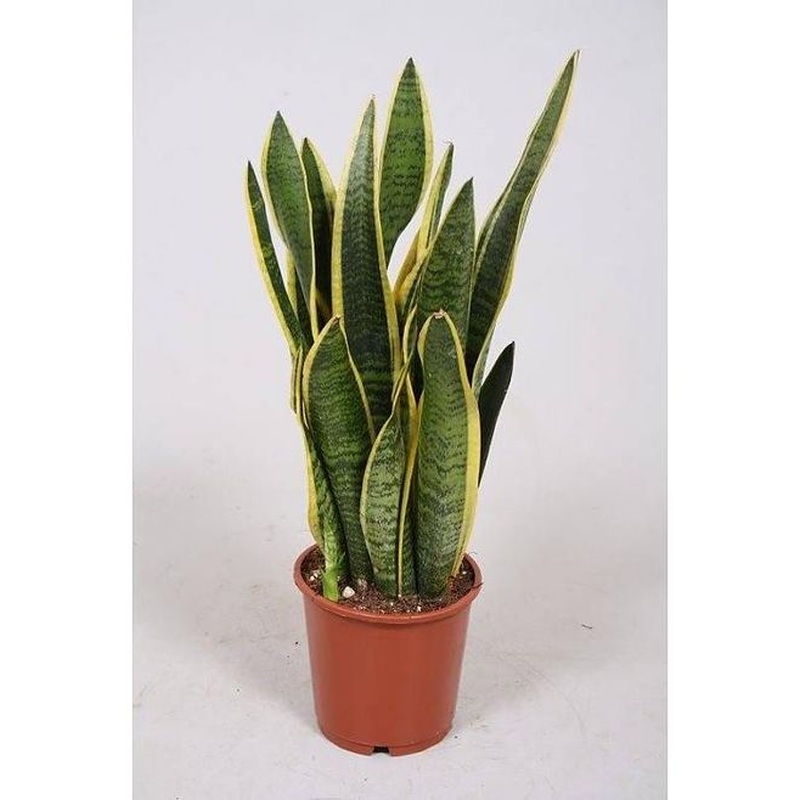 Sansevieria trif. Laurentii  P17