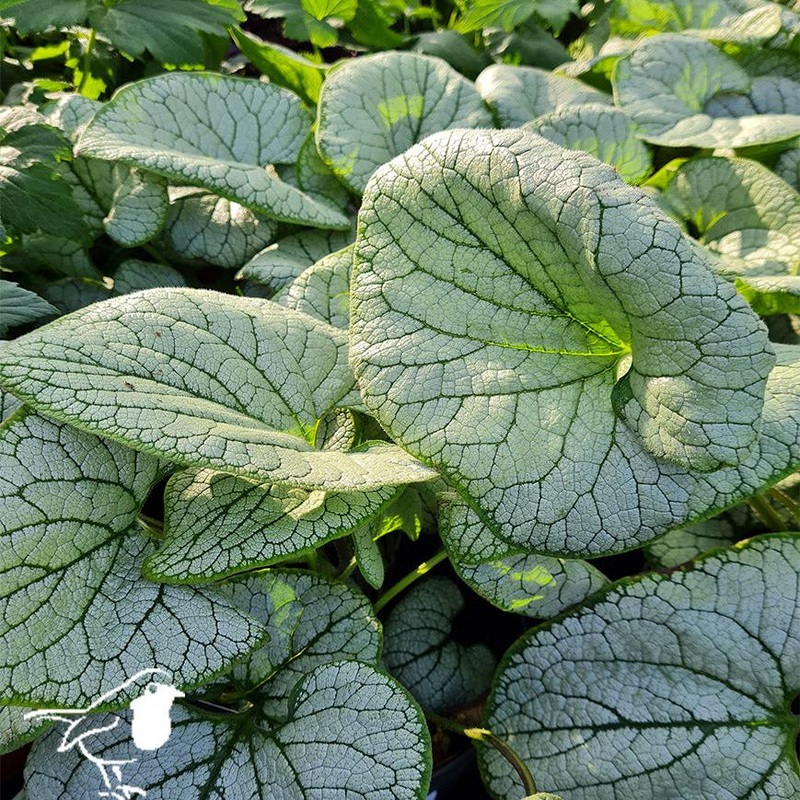 Siberian Bugloss Brunnera marophylla Silver Heart  (3Ltr Pot)