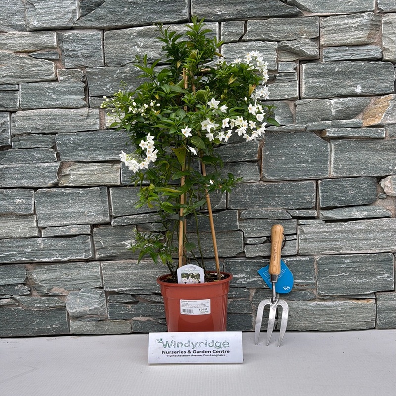 Solanum jasminoides  P19 - 3 cane pyr