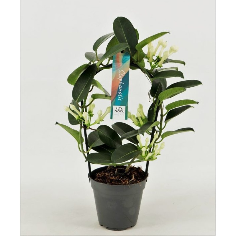 Stephanotis floribunda approx 9-10 flowers in 12cm Pot ( Madagascar Jasmine )