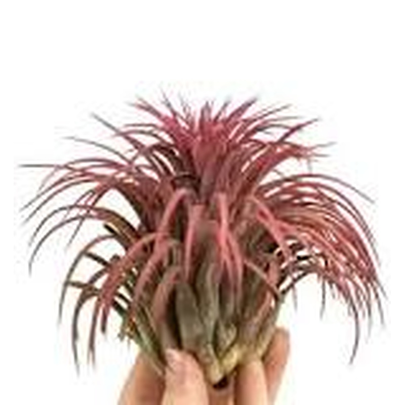 Tillandsia Ionantha Red Large