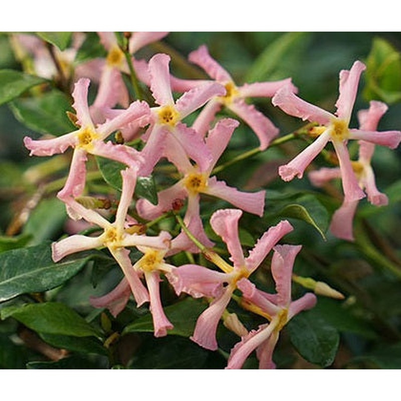 TRACHELOSPERMUM J. PINK SHOWERS