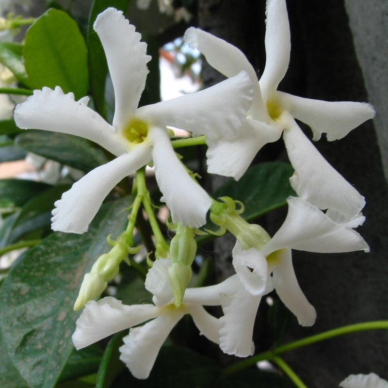 Trachelospermum jasminoides  150-175 CM C4 + CANE
