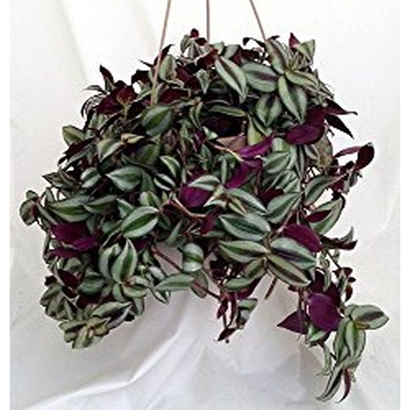 Tradescantia flum. Quadricolor