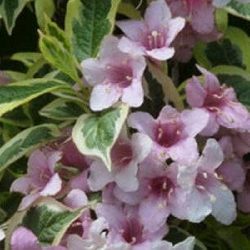 Weigela florida Variegata
