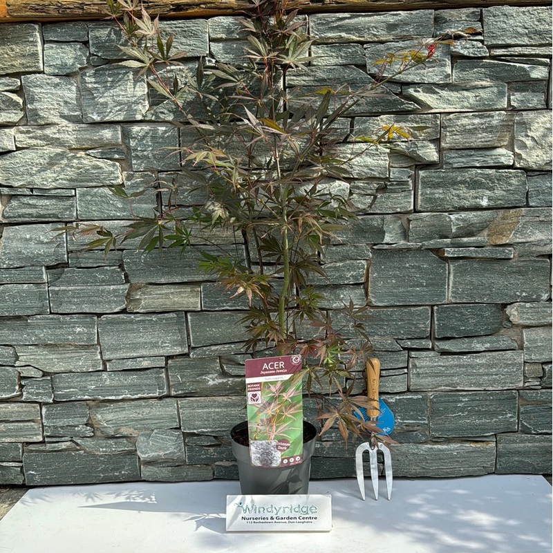 Acer palmatum Sumi-nagashi  3 Ltr pot