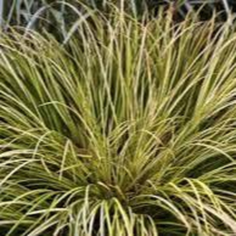 Acorus graminus Variegatus