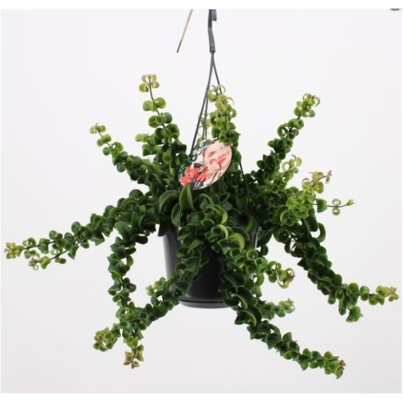 Aeschynanthus Rasta hanging pot