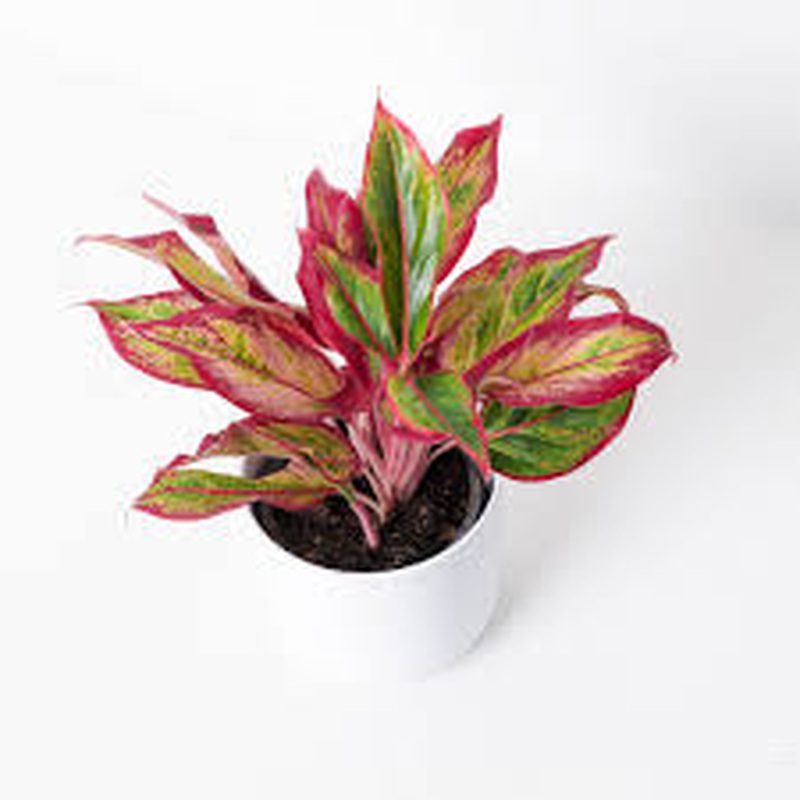 Aglaonema Red Fire  P9