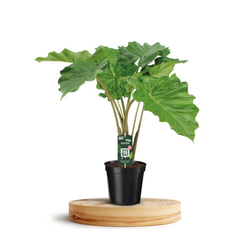 Alocasia Portodora  P21