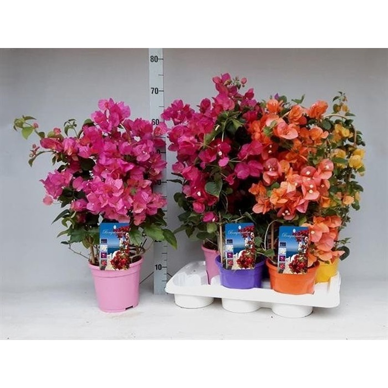 Bougainvillea mix  P17 - Arch