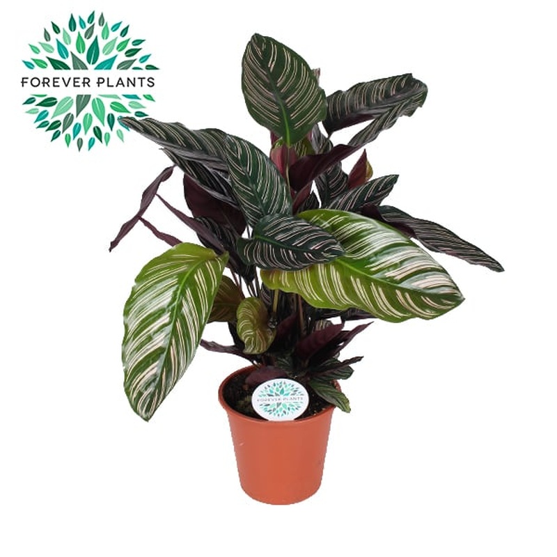 Calathea ornata (Forever)  P17