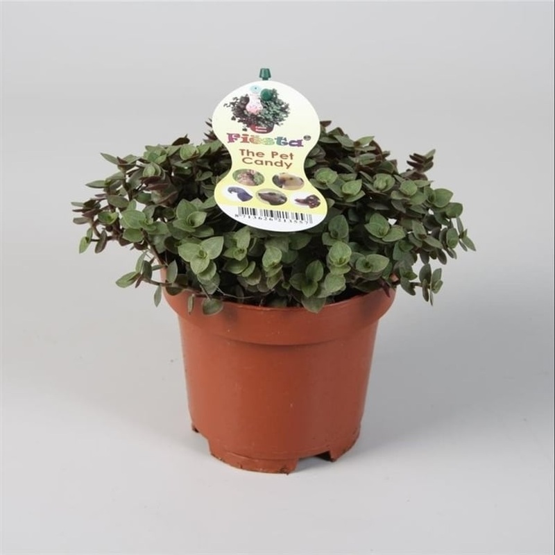 Callisia Turtle  P12