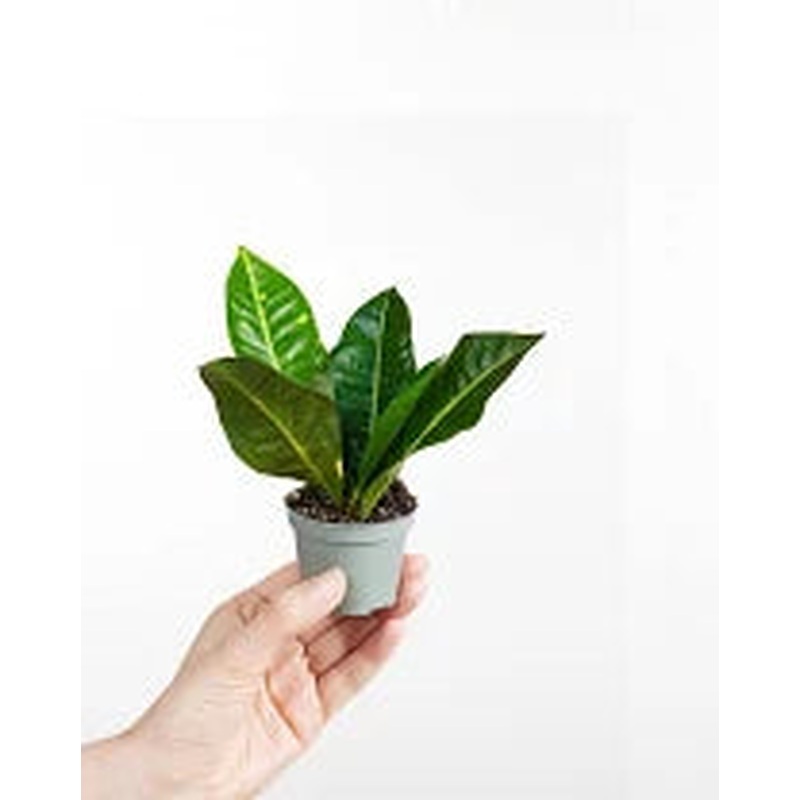 Codiaeum var. Petra  6 cm pot