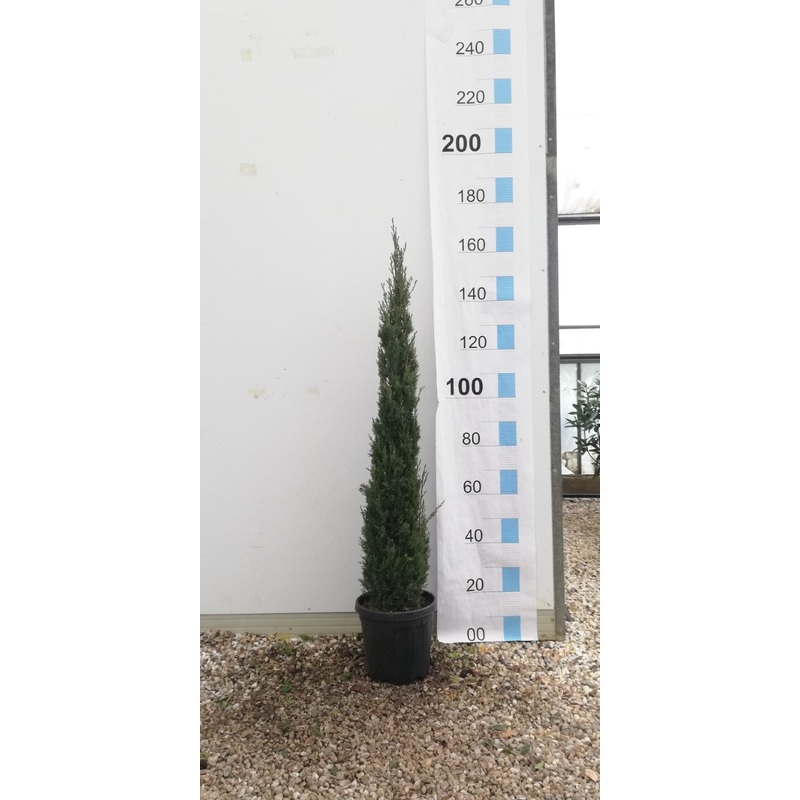 CUPRESSUS SEMP. PYRAMIDALIS 125 - 150 CM
