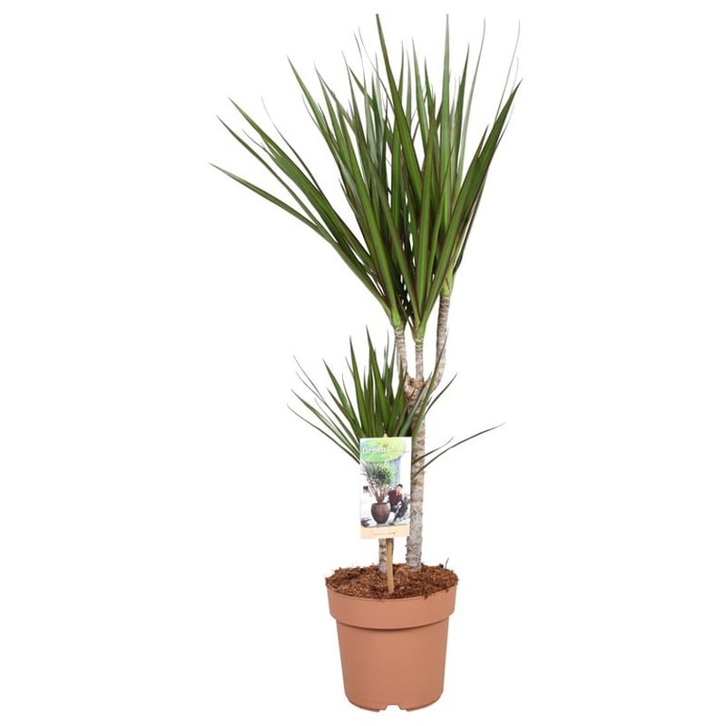 Dracaena marginata  P1730+15 stem