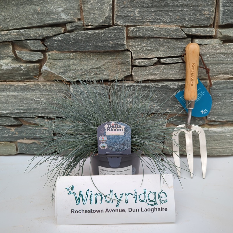 FESTUCA cinerea Eisvogel MiniRooter