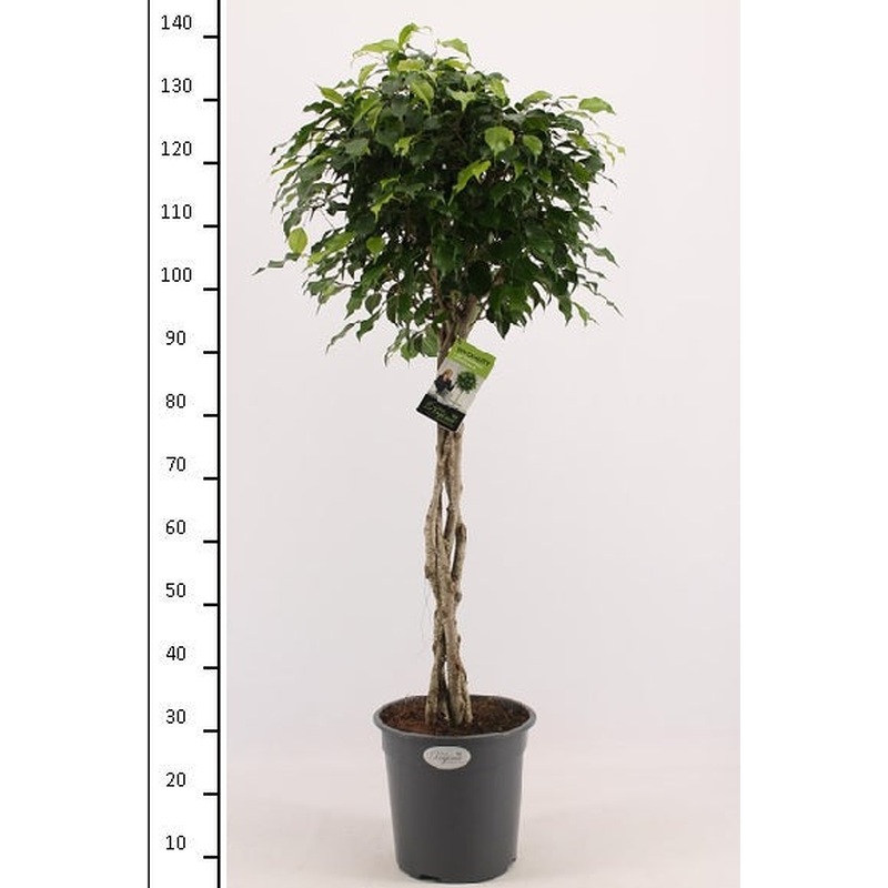 Ficus ben. Exotica