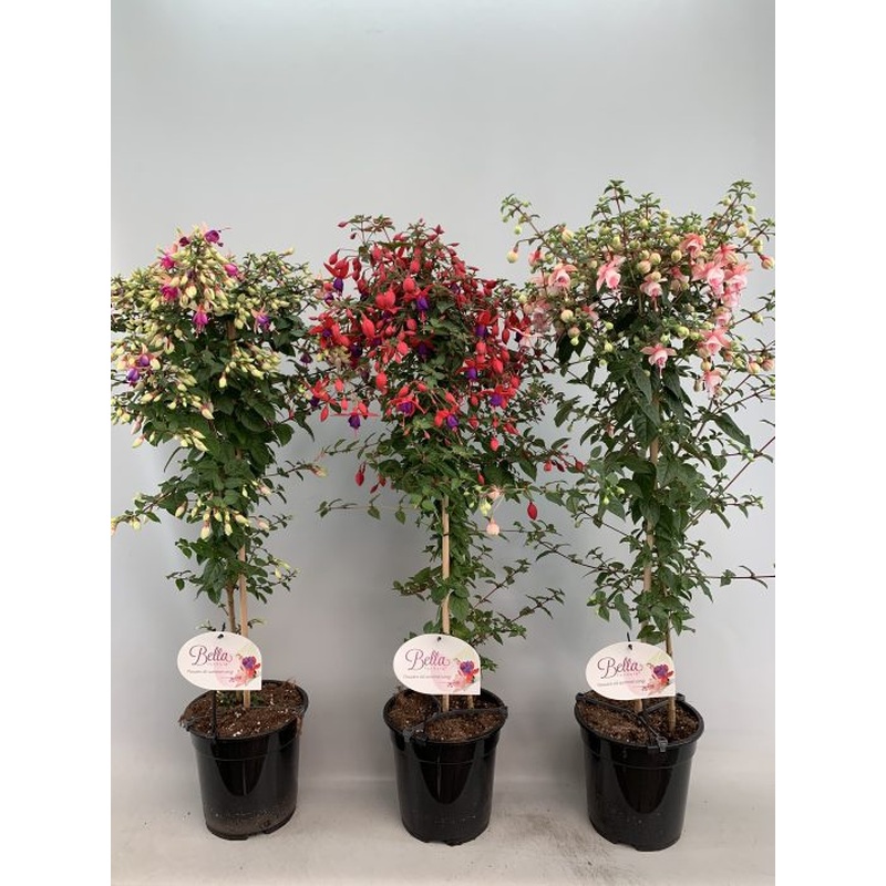 Fuchsia mix on a stem