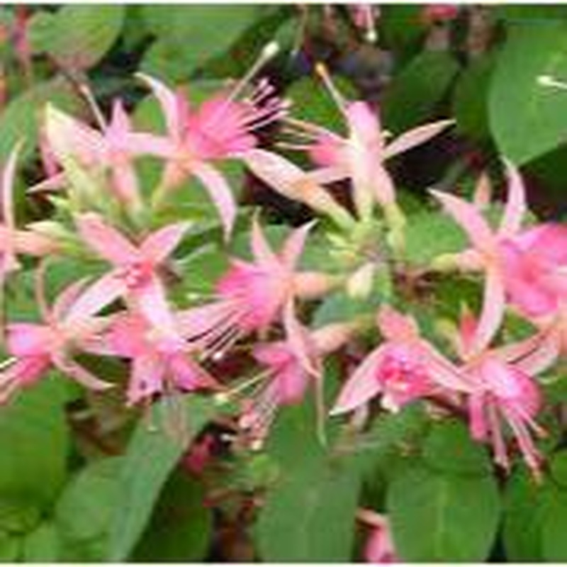 Fuchsia Walz Jubelteen